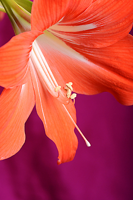 포토 JPG 해외이미지 식물 디자인 꽃잎 꽃 화초 꽃다발 결혼 백그라운드 꽃무늬 자연 추상 휴가 사람없음 야외 빨간색 여름 컬러풀 정원 화목 봄 기쁨 성장 벚꽃 흰색 신선 우아함 닫기 백합 묘사 꽃가루 블러 카피스페이스 해외202004 해외포토 계절 감정 컬러 컨셉 무늬 모션 이벤트 공백 가루 생태계 파일형식 이미지허브