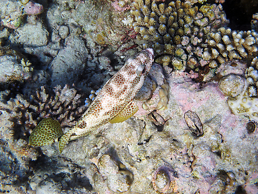 포토 JPG 해외이미지 바다 자연 어류 사람없음 물 수중 4 산호 암초 안장 몰디브 해외202004 해외포토 자연요소 아시아 숫자 수중동물 자포동물 생태계 파일형식 이미지허브