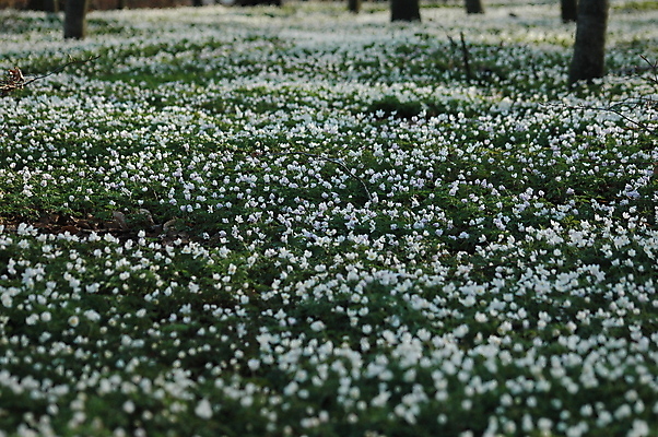 포토 JPG 해외이미지 나무 식물 계절 꽃 유럽 여행 백그라운드 잎 자연 노르웨이 그림자 사람없음 목재 초록색 여름 빛 봄 벚꽃 흰색 독약 숲 5월 수집 냄새 꽃가루 부드러움 땅바닥 아네모네 해외202004 해외포토 나라 컬러 재료 바닥 감각 날짜 가루 생태계 파일형식 이미지허브