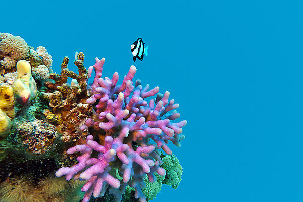 포토 JPG 해외이미지 동물 야생동물 모래 스포츠 바다 백그라운드 아프리카 자연 휴가 이집트 어류 풍경 사람없음 물 여름 파란색 컬러풀 햇빛 바닷속 수중 거품 달력 스노클링 잠수부 제비꽃 생태계 다이빙 수족관 홍해 깊이 소금물 해외202004 해외포토 자연요소 계절 꽃 나라 컬러 태양 수영 수중동물 수상스포츠 전문직 수중스포츠 파일형식 이미지허브