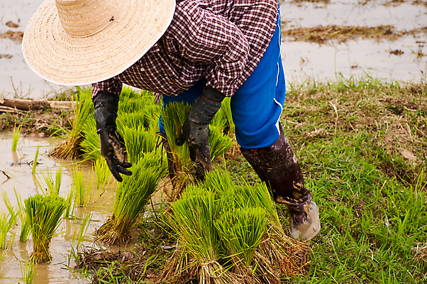 포토 JPG 해외이미지 주간 전통 계절 문화 음식 농업 자연 하늘 밥 아침 한명 동양인 풍경 야외 초록색 물 빛 농작물 햇빛 농장 마을 수확 시골 신선 업무 농부 땅 다발 보따리 유기농 심플 리빙 말레이시아 내추럴 논밭 밭일 심기 해외202004 해외포토 자연요소 직업 1 웰빙 산업 아시아 컬러 밭 모션 논 사람 인종 태양 작업 생태계 파일형식 이미지허브