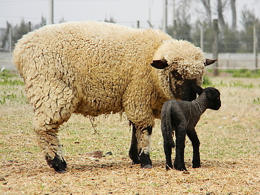 포토 JPG 해외이미지 주간 새끼 두마리 사람없음 야외 울타리 목장 양 방목 돌봄 양목장 해외202004 해외포토 자연요소 동물 2 포유류 모션 담장 축산업 파일형식 이미지허브