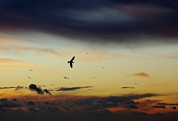 포토 JPG 해외이미지 구름 실루엣 야생동물 겨울 자연 갈매기 조류 하늘 사람없음 황혼 일몰 추위 서식스 해외202004 해외포토 자연요소 동물 계절 촬영기법 노을 생태계 파일형식 이미지허브