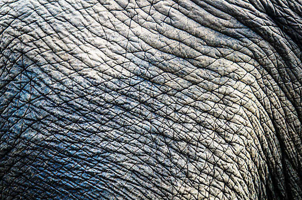 포토 JPG 해외이미지 동물 디자인 공원 산업 벽 백그라운드 패턴 태국 자연 벽지 표면 추상 바닥 주택 사람없음 목재 장식 갈색 검은색 골동품 업무 타일 질감 내추럴 옛날 해외202004 해외포토 나무 공공시설 아시아 컬러 무늬 재료 건물 작업 생태계 파일형식 이미지허브