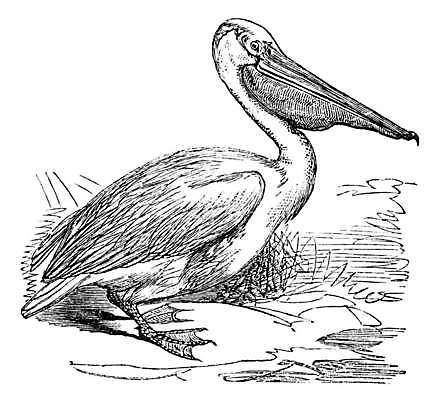 EPS 해외이미지 동물 척추동물 야생동물 날개 일러스트 조류 미술 계란 검은색 수확 골동품 흰색 둥지 큼 펠리컨 깃털 그림 육식동물 판화 동쪽 계산서 동물상 옛날 해외202004 해외일러스트 컬러 농업 문화예술 조형물 알 크기 방향 파일형식 벡터 이미지허브