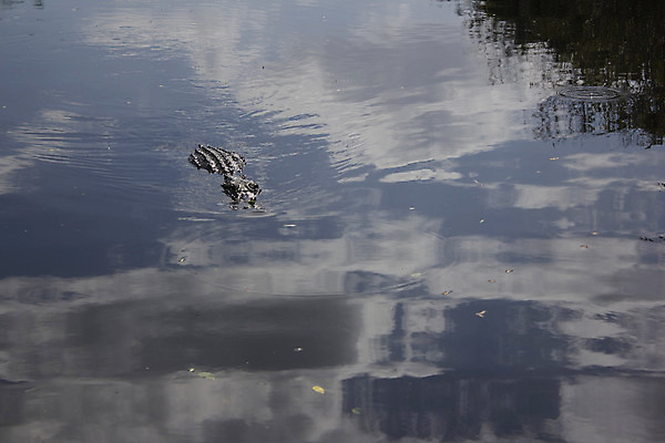 포토 JPG 해외이미지 동물 야생동물 여행 파충류 자연 휴식 사람없음 세로 물 파란색 관광지 미국 위험 육식동물 악어 인내 플로리다 해외202004 해외포토 자연요소 컬러 컨셉 북아메리카 생태계 파일형식 이미지허브