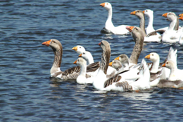 포토 JPG 해외이미지 응시 호수 날개 조류 경비 사람없음 물 여름 강 농장 머리 마을 수영 회색 흰색 시골 연못 뜨거움 보호 군중 깃털 메인 리더 시력 부리 목 거위 물새 제비 해외202004 해외포토 자연요소 동물 시선 계절 컬러 컨셉 농업 안전 사람 신체부위 수상스포츠 파일형식 이미지허브