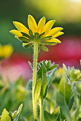 포토 JPG 해외이미지 꽃 잎 사람없음 노란색 정원 맑음 벚꽃 데이지 해외202004 해외포토 식물 컬러 날씨 파일형식 이미지허브