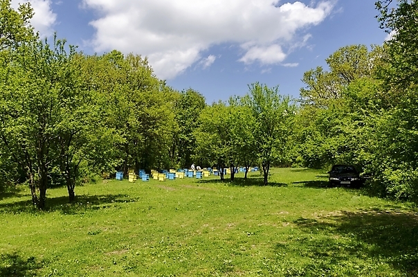 포토 JPG 해외이미지 나무 동물 음식 곤충 2 밭 자연 주택 프레임 건강 사람 풍경 사람없음 목재 초록색 여름 상자 약 업무 숲 벌 꿀 찌르기 베일 벌집 밀랍 불가리아 식민지 양봉 양봉장 왁스 흡연자 해외202004 해외포토 식물 계절 컬러 농업 재료 의학 모션 흡연 건물 작업 생태계 파일형식 남유럽 이미지허브