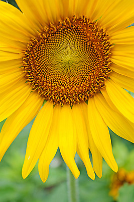 포토 JPG 해외이미지 식물 1 꽃 행복 아시아 백그라운드 잎 농업 오렌지 태국 자연 해바라기 사람없음 야외 초록색 여름 파란색 컬러풀 태양 노란색 평화 정원 봄 오브젝트 싱글 내추럴 해외202004 해외포토 자연요소 계절 감정 나라 산업 컬러 컨셉 과일 생태계 파일형식 이미지허브