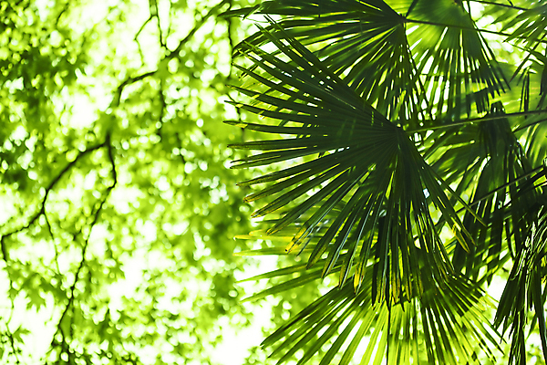 포토 JPG 해외이미지 나무 식물 디자인 선 백그라운드 잎 패턴 자연 벽지 표면 추상 손바닥 사람없음 야외 초록색 빛 햇빛 우주 환경 정원 줄무늬 활발 성장 신선 숲 열대우림 묘사 유기농 질감 내추럴 강렬 해외202004 해외포토 손 웰빙 컬러 컨셉 무늬 태양 생태계 파일형식 이미지허브