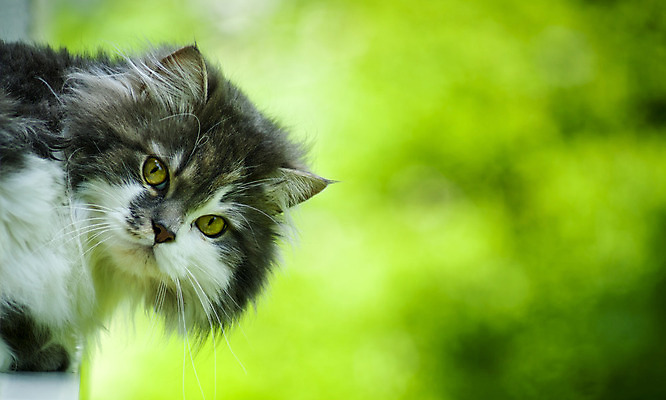 포토 JPG 해외이미지 동물 1 응시 얼굴 사람없음 초록색 반려동물 머리 고양이 회색 흰색 솜털 노려봄 해외202004 해외포토 시선 컬러 포유류 표정 신체부위 파일형식 이미지허브