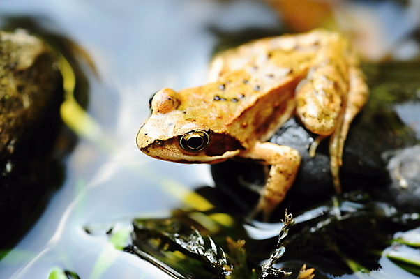 포토 JPG 해외이미지 나무 동물 야생동물 백그라운드 잎 자연 건조 개구리 양서류 가면 사람없음 초록색 점프 검은색 닫기 작음 생태계 생물학 두꺼비 내추럴 고립 생태학 해외202004 해외포토 식물 교육 컬러 모션 크기 파일형식 이미지허브