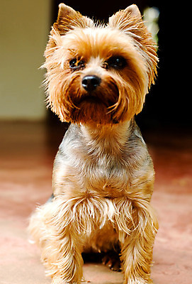 포토 JPG 해외이미지 동물 응시 곰 포유류 털 사람없음 반려동물 만지기 아기 개 강아지 요크셔테리어 테리어 종업원 동료 만족 활 꼬리 귀 몸단장 송곳니 기르기 동반자 유래 인기 해외202004 해외포토 직업 시선 감정 관계 모션 사람 신체부위 치아 돌봄 파일형식 이미지허브