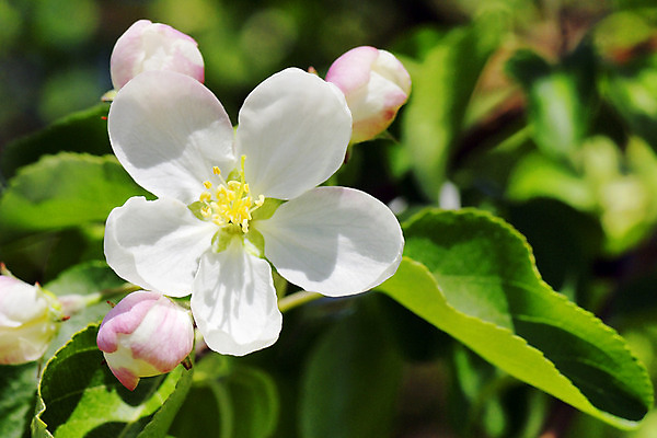 포토 JPG 해외이미지 나무 식물 계절 꽃 줄기 분홍색 잎 꽃무늬 농업 과일 자연 사람없음 초록색 봄 벚꽃 흰색 나뭇가지 사과 과수원 심플 내추럴 숙성 터미널 해외202004 해외포토 산업 컬러 무늬 생태계 파일형식 이미지허브