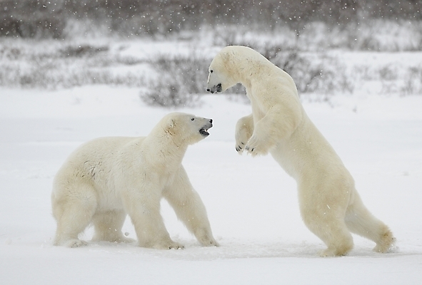 포토 JPG 해외이미지 동물 야생동물 바다 포즈 2 캐나다 겨울 곰 포유류 관계 자연 놀이 날씨 털 사람없음 야외 햇빛 힘 추위 분노 흰색 위험 큼 북극 싸움 러시아 육식동물 북쪽 멸종 서식지 공격적 해외202004 해외포토 계절 감정 유럽 컬러 컨셉 북아메리카 모션 태양 크기 극지방 방향 생태계 파일형식 이미지허브