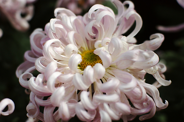 포토 JPG 해외이미지 국화 사람없음 침묵 해외202004 해외포토 꽃 소리 파일형식 이미지허브