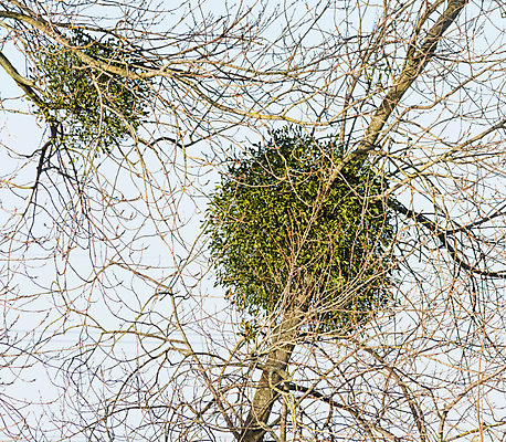 포토 JPG 해외이미지 나무 크리스마스 겨울 조류 사람없음 가을 나뭇가지 시골 해외202004 해외포토 식물 동물 계절 기념일 파일형식 이미지허브