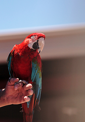 포토 JPG 해외이미지 조류 사람없음 빨간색 초록색 파란색 먹이 먹여주기 깃털 앵무새 해외202004 해외포토 동물 컬러 먹기 파일형식 이미지허브