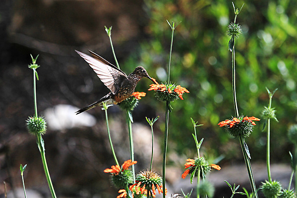 포토 JPG 해외이미지 동물 꽃 야생동물 포즈 백그라운드 오렌지 자연 조류 산 사람없음 초록색 빛 갈색 회색 벚꽃 센터 소프트포커스 먹이 먹기 고도 만족 역동적 트럼펫 꿀 벌새 수유 아기사슴 이국적 페루 해외202004 해외포토 식물 감정 새끼 컬러 컨셉 과일 모션 사슴 촬영기법 남아메리카 금관악기 생태계 파일형식 이미지허브