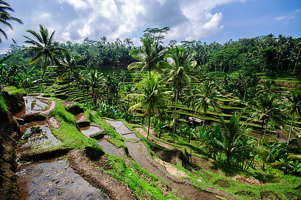 포토 JPG 해외이미지 식물 전통 계절 아시아 문화 선 음식 여행 백그라운드 패턴 농업 자연 밥 씨앗 동양인 풍경 사람없음 야외 초록색 물 농작물 농장 농경지 수확 성장 시골 낟알 시리얼 언덕 유기농 발리 인도네시아 단계 논밭 밭일 숙성 해외202004 해외포토 자연요소 웰빙 나라 산업 컬러 섬 무늬 밭 논 인종 생태계 파일형식 이미지허브