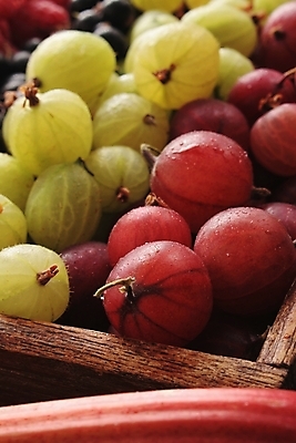 포토 JPG 해외이미지 영어 계절 열매 음식 과일 영국 사람없음 빨간색 초록색 건강식 구스베리 억울 해외202004 해외포토 식물 문자 감정 유럽 컬러 파일형식 이미지허브
