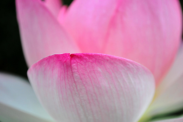 포토 JPG 해외이미지 계절 공원 꽃잎 꽃 종교 문화 선 분홍색 여행 백그라운드 컨셉 잎 불교 추상 연꽃 사람없음 초록색 여름 평화 정원 일본 침묵 고요 기쁨 벚꽃 흰색 연못 사찰 가득함 심볼 순수 명상 해외202004 해외포토 식물 공공시설 감정 아시아 컬러 무늬 종교건축 소리 파일형식 이미지허브