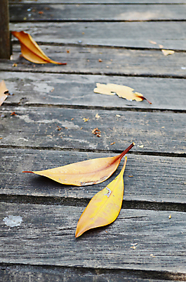 포토 JPG 해외이미지 나무 식물 백그라운드 잎 자연 추상 바닥 건조 사람없음 목재 노란색 떨어짐 널 패널 해외202004 해외포토 컬러 컨셉 무늬 재료 생태계 파일형식 이미지허브