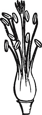 EPS 해외이미지 선 일러스트 미술 검은색 수확 흰색 그림 판화 꽃수술 제라늄 스타일 해외202004 해외일러스트 식물 컬러 농업 문화예술 파일형식 벡터 이미지허브