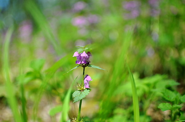 포토 JPG 해외이미지 식물 계절 공원 꽃 백그라운드 잎 꽃무늬 밭 자연 사람없음 야외 초록색 여름 빛 컬러풀 정원 보라색 봄 들꽃 벚꽃 흰색 신선 숲 작음 제비꽃 내추럴 해외202004 해외포토 공공시설 컬러 무늬 농업 크기 생태계 파일형식 이미지허브