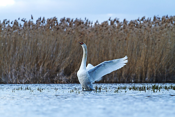 포토 JPG 해외이미지 동물 유럽 호수 야생동물 백그라운드 자연 조류 사람없음 야외 물 파란색 빛 강 반사 노란색 평화 우주 수영 침묵 흰색 연못 우아함 깃털 파란배경 백조 물새 서식지 내추럴 벙어리 해외202004 해외포토 자연요소 나라 컬러 컨셉 소리 수상스포츠 생태계 파일형식 이미지허브
