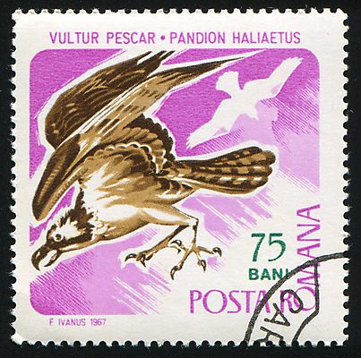 포토 JPG 해외이미지 실루엣 날개 자연 조류 봉투 사람없음 머리 수확 골동품 오픈 메시지 역사 목표 물개 편지 깃털 복고 꼬리 부리 엽서 날카로움 육식동물 목 루마니아 우표 동물상 옛날 집게발 해외202004 해외포토 동물 유럽 컨셉 농업 포유류 촬영기법 신체부위 조형물 바다동물 생태계 파일형식 이미지허브