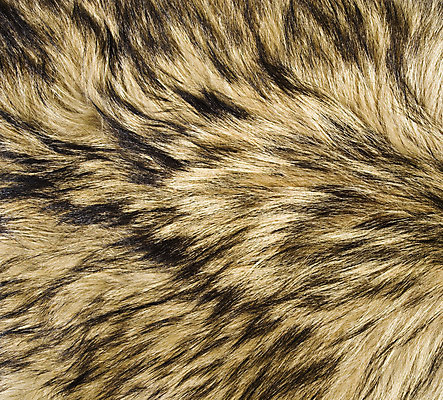 포토 JPG 해외이미지 동물 백그라운드 자연 털 따뜻함 사람없음 유행 회색 코트 모피 피부 질감 부드러움 늑대 해외202004 해외포토 컬러 포유류 신체부위 외투 감각 생태계 파일형식 이미지허브