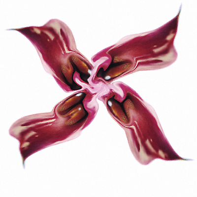 포토 JPG 해외이미지 식물 꽃잎 꽃 꽃무늬 자연 사람없음 빨간색 초록색 디지털 정원 봄 벚꽃 4 해외202004 해외포토 계절 컬러 무늬 숫자 생태계 파일형식 이미지허브