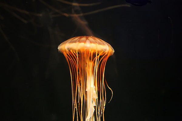 포토 JPG 해외이미지 사람없음 수중 수족관 해파리 해외202004 해외포토 자포동물 파일형식 이미지허브