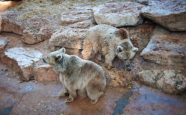 포토 JPG 해외이미지 공원 교육 야생동물 과학 여행 곰 동물원 사람없음 갈색 동굴 시리아 원정 이스라엘 전국 해외202004 해외포토 동물 공공시설 컬러 중동 포유류 서아시아 파일형식 이미지허브