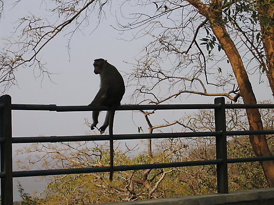 포토 JPG 해외이미지 동물 자연 앉기 사람없음 여행객 원숭이 인도인 꼬리 해외202004 해외포토 외국인 포유류 모션 사람 동양인 생태계 파일형식 이미지허브
