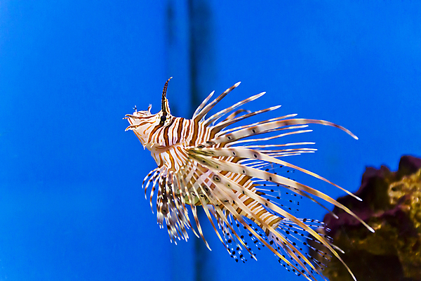 포토 JPG 해외이미지 바다 날개 어류 사람없음 물 줄무늬 소금 얼룩말 수족관 터키석 해외202004 해외포토 자연요소 무늬 수중동물 말_동물 보석 파일형식 이미지허브
