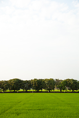 포토 JPG 해외이미지 나무 식물 계절 아시아 도로 음식 백그라운드 잎 농업 태국 자연 하늘 밥 산 거리 손바닥 동양인 풍경 사람없음 야외 목재 장식 초록색 물 여름 빛 농작물 태양 농장 농경지 환경 정원 시골 숲 큼 장면 내추럴 고립 논밭 해외202004 해외포토 자연요소 손 나라 산업 길 컬러 밭 재료 교통시설 논 인종 크기 생태계 파일형식 이미지허브