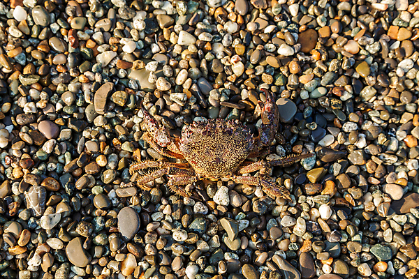 포토 JPG 해외이미지 바다 여행 백그라운드 자연 사람없음 야외 가로 물 햇빛 갈색 산책 게 조약돌 보호 매끈함 오브젝트 내추럴 집게발 해외202004 해외포토 자연요소 컬러 컨셉 휴식 갑각류 태양 돌_바위 감각 생태계 파일형식 이미지허브