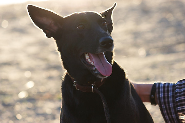 포토 JPG 해외이미지 주간 동물 손 행복 모래 바다 자연 놀이 사람 사람없음 야외 옆모습 물 반려동물 햇빛 태양 우주 맑음 검은색 수영 목욕 젖음 터치 잡기 뜨거움 개 빨래 불독 송곳니 떨림 기르기 동반자 챔피언 총구 해외202004 해외포토 자연요소 감정 뷰포인트 컬러 가사 포유류 모션 날씨 신체부위 청결 수상스포츠 치아 생태계 돌봄 파일형식 이미지허브