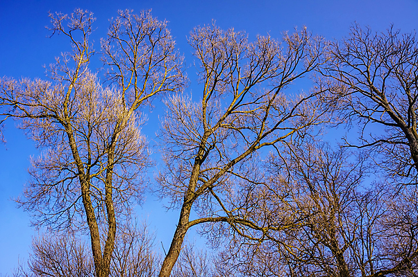포토 JPG 해외이미지 나무 디자인 계절 실루엣 백그라운드 잎 겨울 꽃무늬 패턴 자연 하늘 추상 프레임 미술 풍경 사람없음 목재 여름 파란색 태양 맑음 검은색 봄 나뭇가지 숲 질감 벌거벗은 해외202004 해외포토 자연요소 식물 꽃 컬러 무늬 재료 날씨 문화예술 촬영기법 생태계 파일형식 이미지허브
