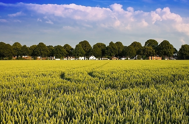 포토 JPG 해외이미지 나무 구름 유럽 농업 하늘 독일 풍경 사람없음 초록색 농작물 농장 마을 환경 수확 시골 밀 순수 그림 에코 유기농 생태계 밭일 생태학 유럽연합 카피스페이스 해외202004 해외포토 자연요소 식물 웰빙 교육 나라 산업 컬러 컨셉 곡류 공백 파일형식 이미지허브