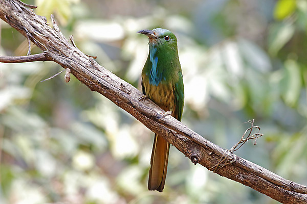 포토 JPG 해외이미지 나무 동물 여자 남자 아시아 얼굴 야생동물 백그라운드 날개 자연 조류 수염 사람없음 야외 목재 가로 초록색 파란색 컬러풀 머리 환경 나뭇가지 막대기 닫기 숲 깃털 꼬리 부리 서식지 생태학 이국적 해외202004 해외포토 식물 교육 나라 컬러 재료 모션 사람 신체부위 생태계 파일형식 이미지허브