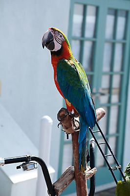 포토 JPG 해외이미지 동물 커플 날개 자연 조류 동물원 사랑 사람없음 야외 빨간색 초록색 여름 반려동물 컬러풀 노란색 흰색 깃털 부리 앵무새 내추럴 강렬 멀티 잉꼬 해외202004 해외포토 계절 감정 컬러 관계 생태계 파일형식 이미지허브