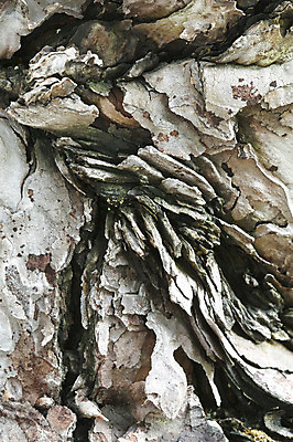 포토 JPG 해외이미지 나무 식물 자연 사람없음 얽힘 묘사 뿌리 나무껍질 분재 해외202004 해외포토 껍질 생태계 파일형식 이미지허브