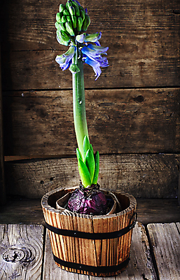 포토 JPG 해외이미지 식물 계절 꽃잎 꽃 화분 줄기 꽃다발 잎 통 사람없음 목재 초록색 파란색 새싹 정원 흙 봄 성장 신선 개화 정상 원예 뿌리 내추럴 취급주의 프리뮬러 히아신스 해외202004 해외포토 나무 컬러 재료 경고 취미 파일형식 이미지허브