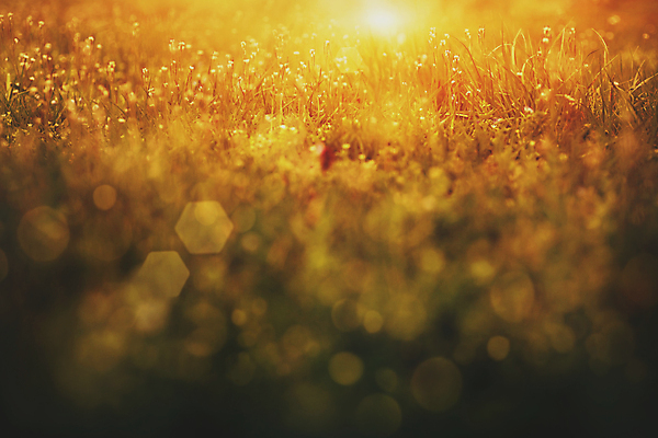 포토 JPG 해외이미지 식물 디자인 계절 공원 꽃 백그라운드 컨셉 잎 패턴 밭 자연 벽지 하늘 추상 부활절 미술 풍경 잔디 사람없음 아웃포커스 초록색 여름 빛 컬러풀 태양 정원 맑음 봄 성장 신선 닫기 질감 보케 부드러움 내추럴 블러 효과 해외202004 해외포토 자연요소 공공시설 기념일 컬러 무늬 농업 모션 날씨 문화예술 촬영기법 감각 생태계 파일형식 이미지허브