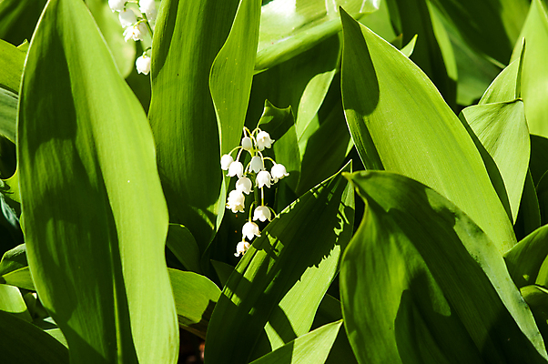 포토 JPG 해외이미지 식물 계절 꽃잎 꽃 백그라운드 잎 자연 사람없음 초록색 여름 정원 계곡 봄 들꽃 성장 벚꽃 종 흰색 신선 개화 우아함 선택 숲 이슬 백합 5월 다발 순수 향기 아로마 해외202004 해외포토 컬러 컨셉 날짜 생태계 냄새 파일형식 이미지허브