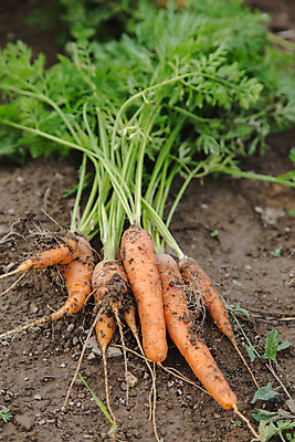 포토 JPG 해외이미지 전통 라이프스타일 음식 채소 자연 건강 사람없음 흙 당근 수확 다발 유기농 밭일 홈메이드 해외202004 해외포토 웰빙 농업 뿌리채소 생활 생태계 만들기 파일형식 이미지허브